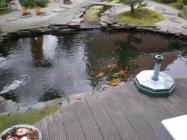 Laghetto carpe koi
