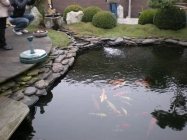 Laghetto carpe koi