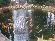 Laghetto carpe koi