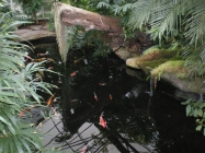 Laghetto carpe koi