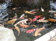 Laghetto carpe koi
