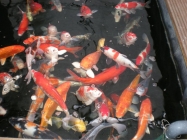 Laghetto carpe koi_2